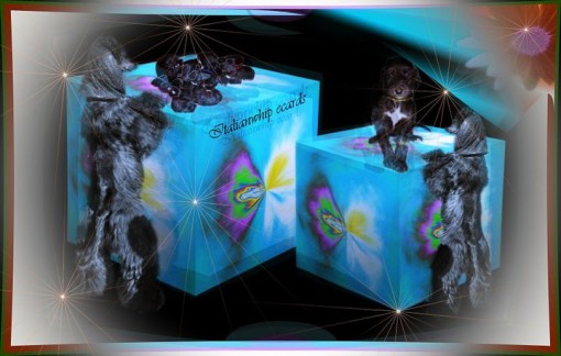 Surprise by Francien Roele